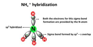NH4+ Lewis Structure, Molecular Geometry, and Hybridization.